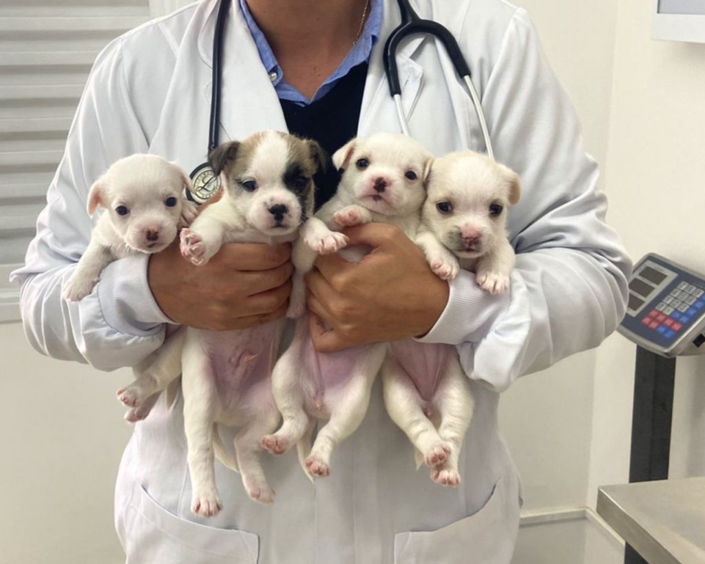 Cachorros filhotes com veterinário